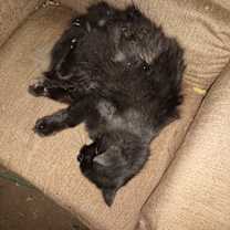 Thumbnail photo of Little Bear #3