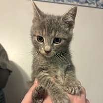 Thumbnail photo of Yoyok #3