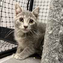 Thumbnail photo of Yoyok #4