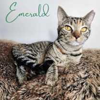 Thumbnail photo of Emerald #1