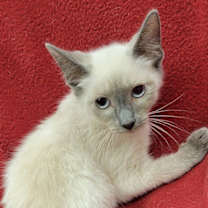 Thumbnail photo of Rocket #2