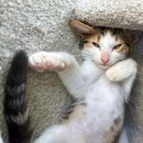 Thumbnail photo of Chulo #1