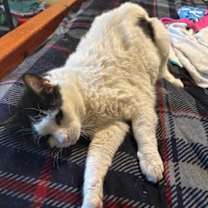 Thumbnail photo of ELLIE #3