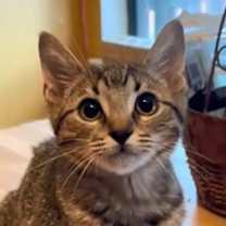 Thumbnail photo of Cody #1