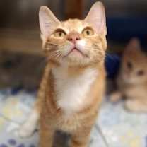 Thumbnail photo of Samson #2