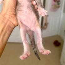 Thumbnail photo of Thalin #1