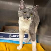 Thumbnail photo of Steele #1