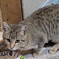 Thumbnail photo of Mika (24-6323) #2