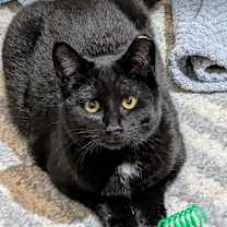 Thumbnail photo of Nova (24-6322) #2