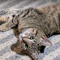 Thumbnail photo of Mika (24-6323) #3