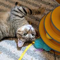 Thumbnail photo of Mika (24-6323) #4