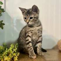 Thumbnail photo of Shade #2