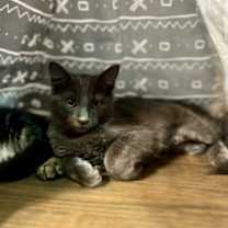 Thumbnail photo of Lumi #2