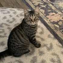 Thumbnail photo of Twix #1