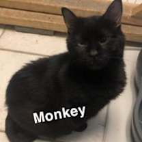 Thumbnail photo of Monkey #3