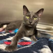 Thumbnail photo of Iram #2