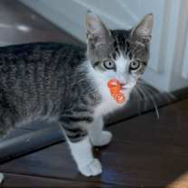 Thumbnail photo of Tigger #1