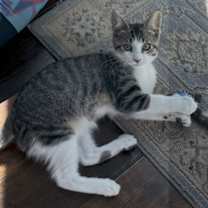 Thumbnail photo of Tigger #2