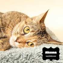 Thumbnail photo of AKSANA (Check out Video) #1