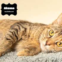 Thumbnail photo of AKSANA (Check out Video) #2