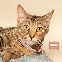 Thumbnail photo of AKSANA (Check out Video) #3