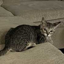 Thumbnail photo of Bolt #4