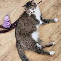 Thumbnail photo of Loki #4