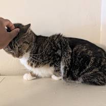 Thumbnail photo of Harley #2