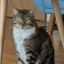 Thumbnail photo of Harley #3