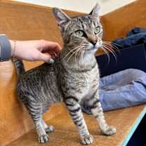 Thumbnail photo of Tiger #1