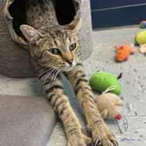 Thumbnail photo of Tiger #2