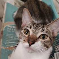 Thumbnail photo of Thomasina 2460 #2