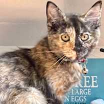 Thumbnail photo of Confetti #1