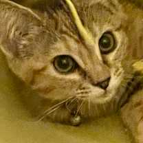 Thumbnail photo of Spaghetti #2