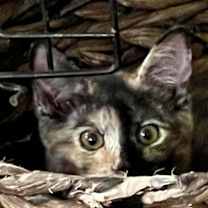 Thumbnail photo of Confetti #3