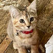 Thumbnail photo of Spaghetti #3