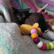 Thumbnail photo of Khaleesi #3