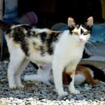 Thumbnail photo of NEYTIRI #1