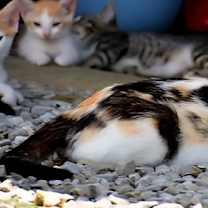 Thumbnail photo of NEYTIRI #3