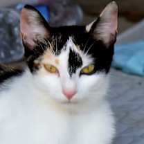 Thumbnail photo of NEYTIRI #2