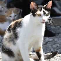 Thumbnail photo of NEYTIRI #4