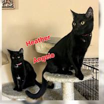 Thumbnail photo of Angelo #1