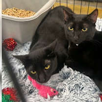 Thumbnail photo of Angelo #2