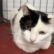 Thumbnail photo of Samantha #4