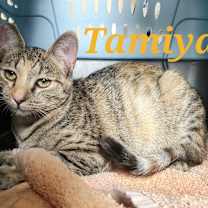 Thumbnail photo of Tamiya #4