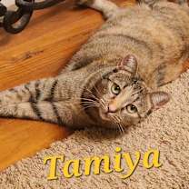 Thumbnail photo of Tamiya #1