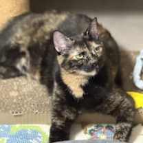 Thumbnail photo of katara #2