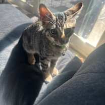 Thumbnail photo of Mojo Jojo #3