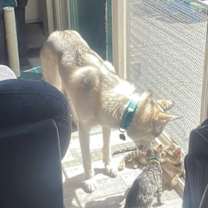 Thumbnail photo of Mojo Jojo #4