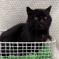 Thumbnail photo of Buddy-FIV+ #2